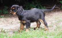 ZKwP FCI - Suczka Cavalier King Charles Spaniel