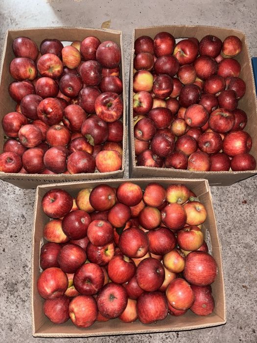 Продам домашні яблука