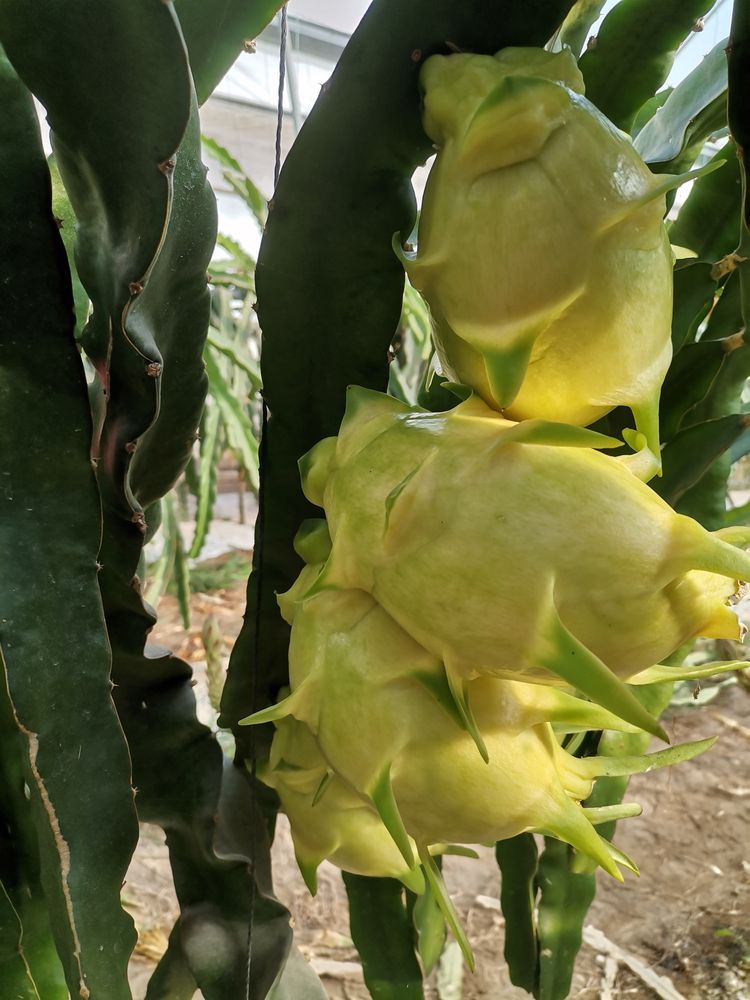 Pitaya Estacas (PROMOÇÃO)