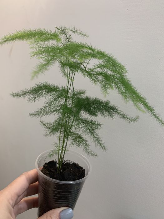 Аспарагус перистий, аспарагус Шпренгера, папороть