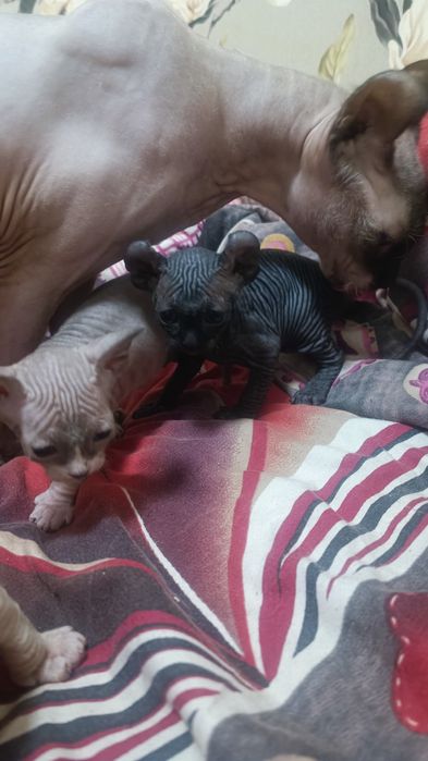 Канадский сфинкс