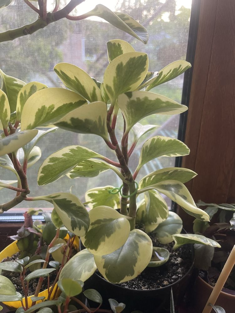 Кімнатна рослина. Пеперомія туполиста (Peperomia obtusifolia)