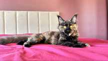 Helia kotka Maine Coon