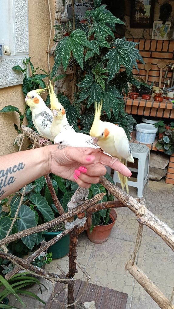 Loris,caturras,kakarikis,rosicolis, codorniz,mandarins