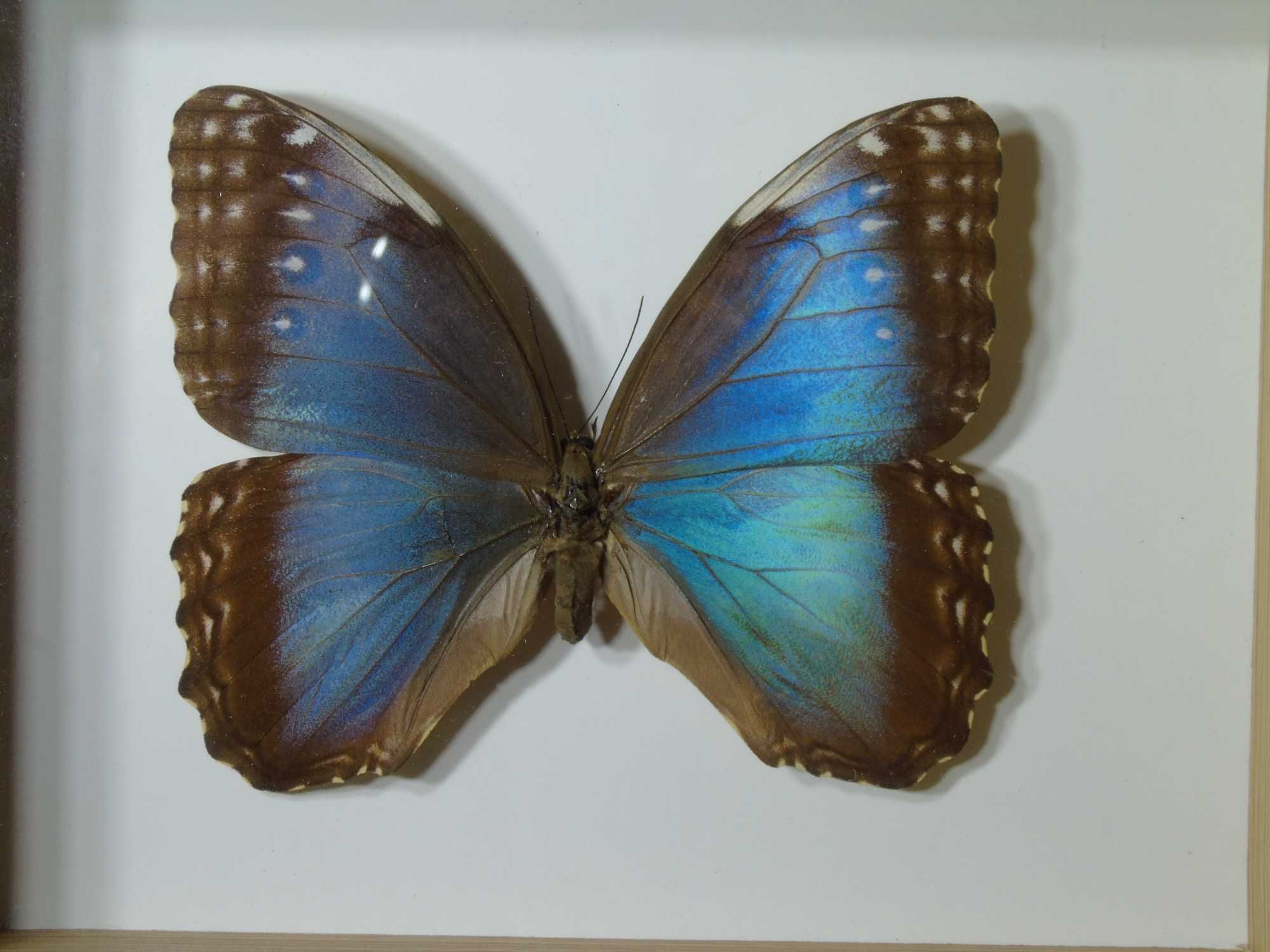 Motyl w ramce / gablotce 22x17cm . Morpho peleides 115 mm . XXXL