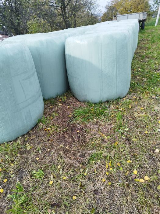 Sianokiszonka bele 2025