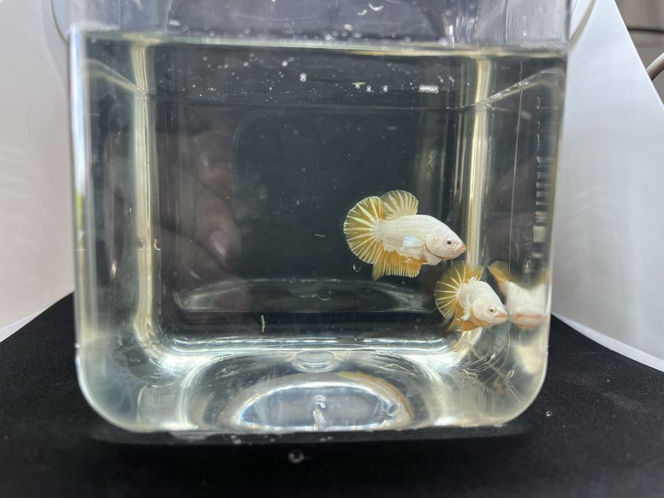 Machos betta splendens