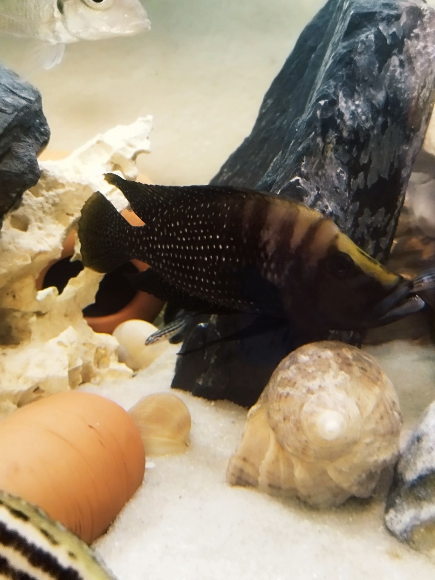 Altolamprologus calvus Black pectoral tanganika