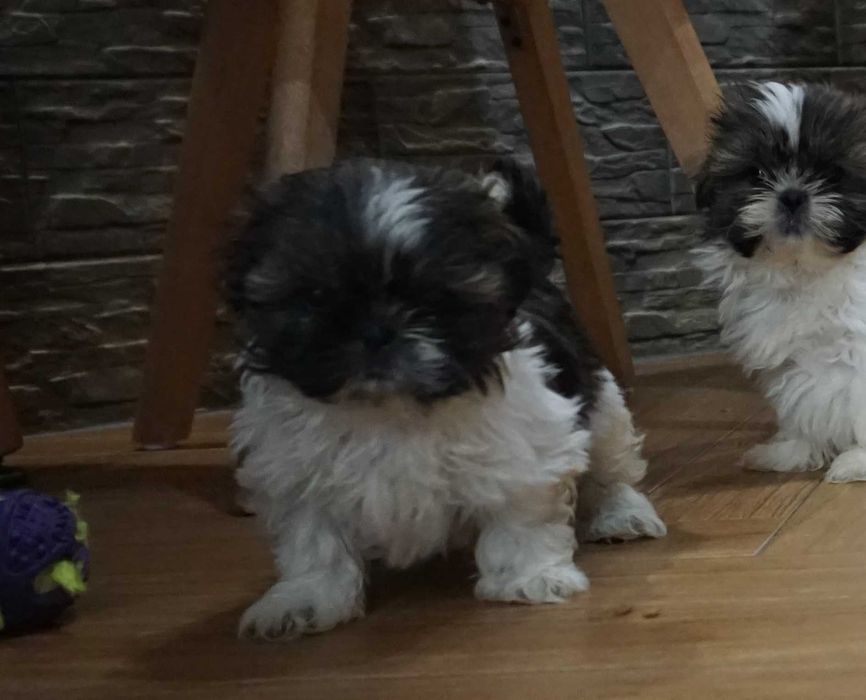 shih tzu cudny szczeniaczek
