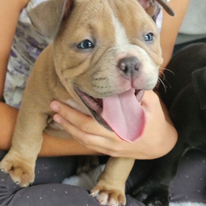 American bully pocket
