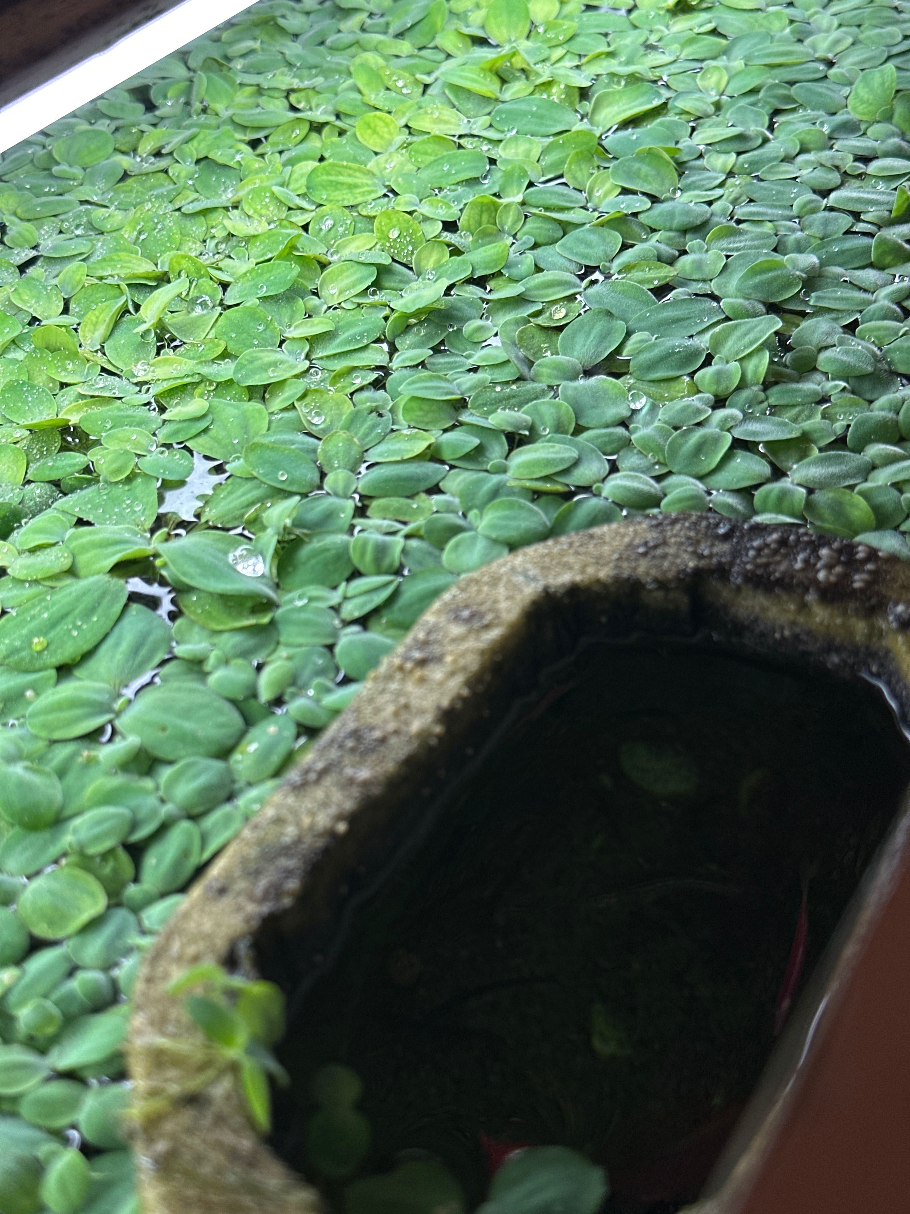 Акваріумні плаваючі рослини на воді Пістія (Капуста / водяний салат)
