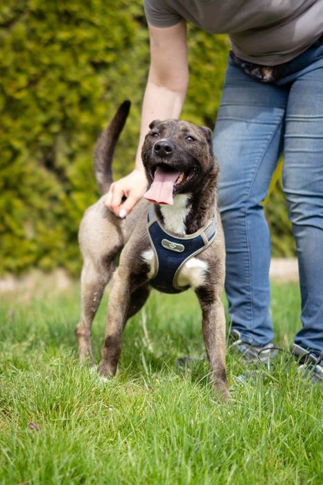 Lara szuka domu Schronisko Napierki