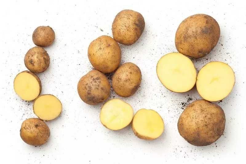 Ziemniaki jadalne odmiana gala 15 kg/30 kg