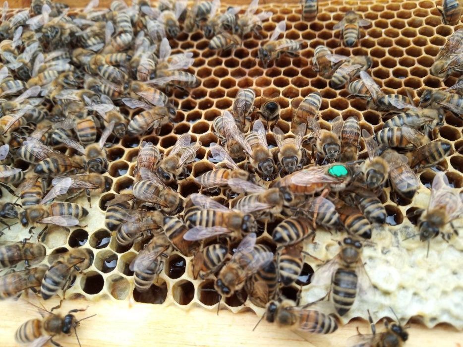 Бджоломатки Бакфаст F- 1 плідні, помічені.