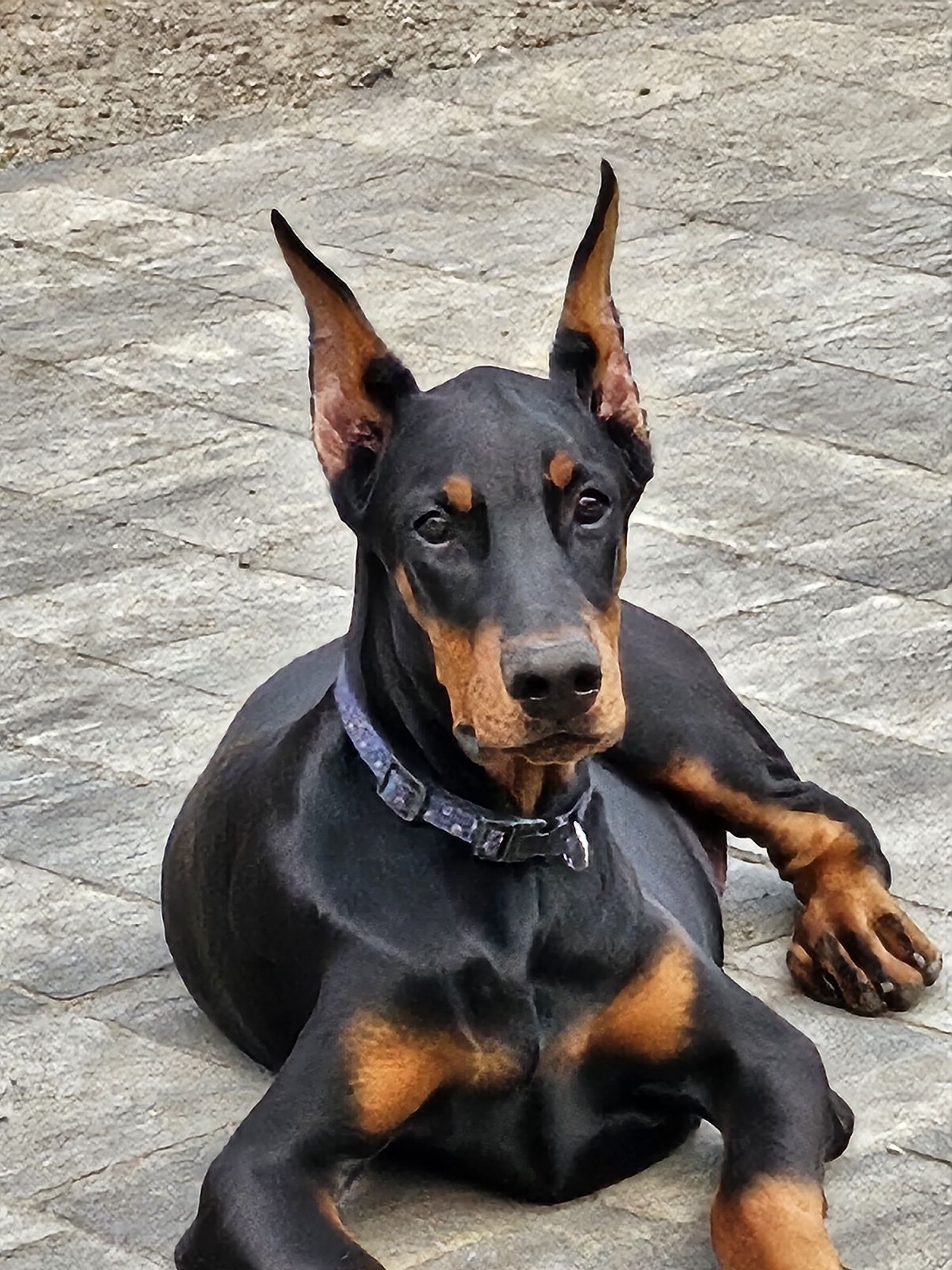 Doberman europejski chlopiec 4 miesiace FCI