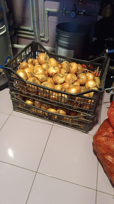 Cebula dymka wiosenna