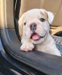 Bulldogs Ingleses