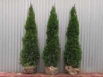 Thuja Smaragd 160,180,200,220cm! Sadzimy! Tuja! Szmaragd! Dowóz! Tuje!