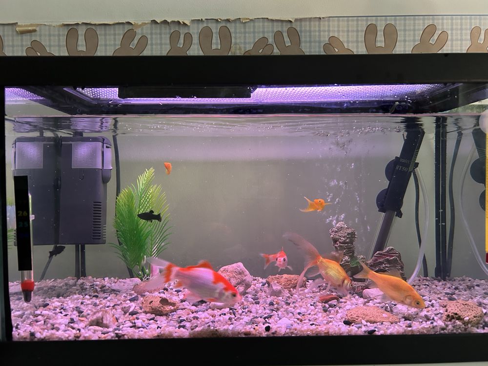 Aquario 30 litros (50x25x30)