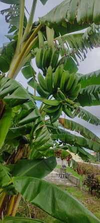 Bananeiras, cana de açúcar e pitangueiras envasadas