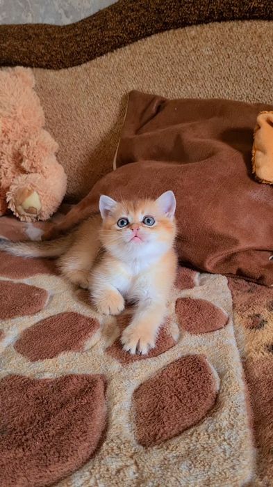 Вислоухие и Прямоухие золотая шиншилла