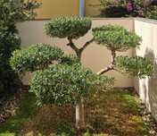 Vendo Oliveira em Bonsai
