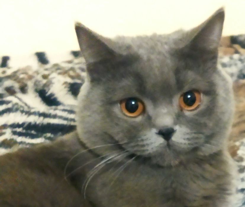 Вязка Британских котов