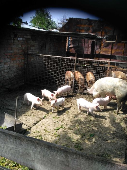 Продам проросята порода Біла велика