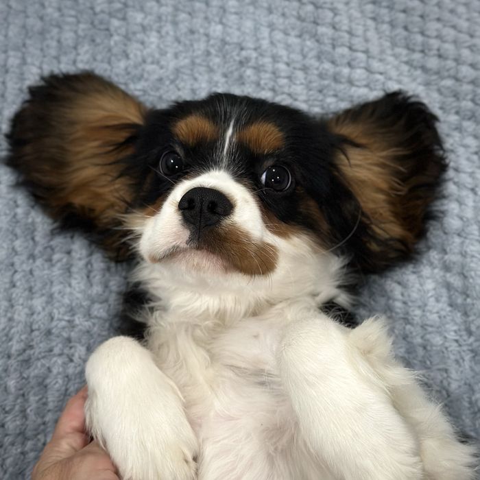 Чудовий кавалерчик! Хлопчик триколор Кавалер Кінг Чарльз спанієль