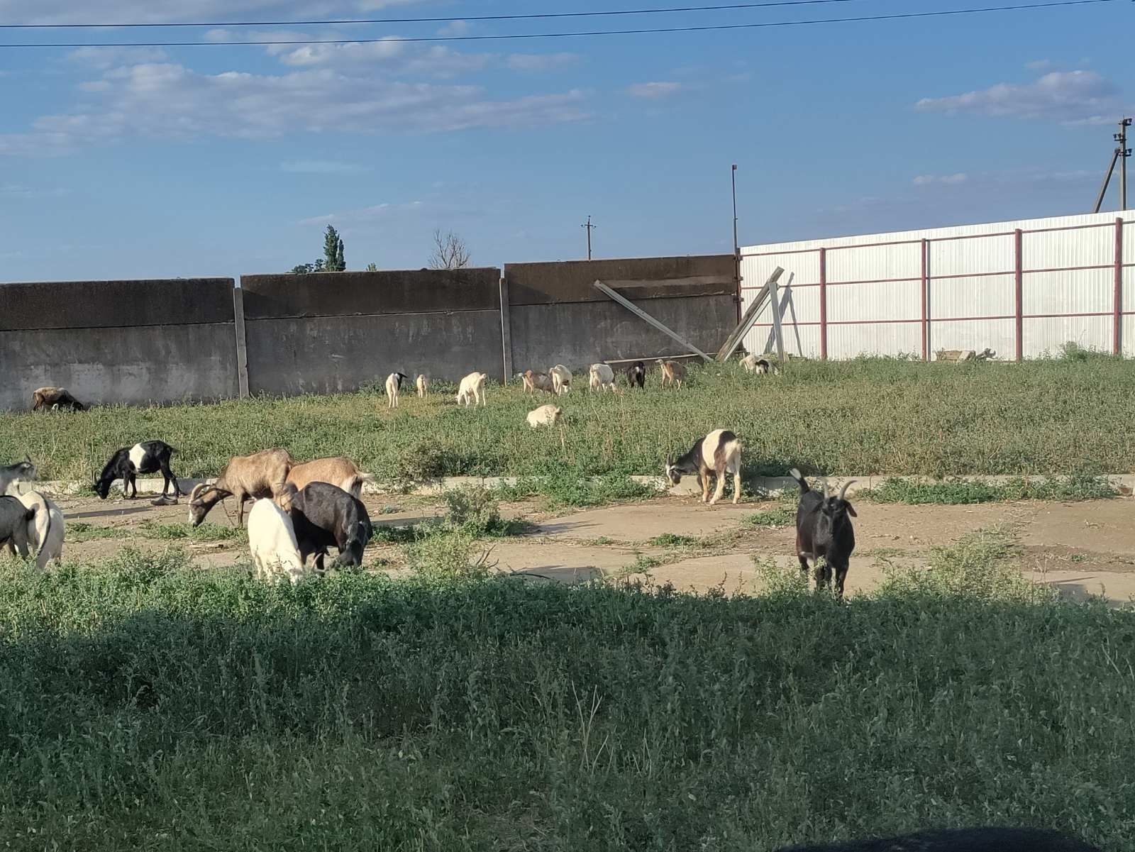 Продам дойних кіз