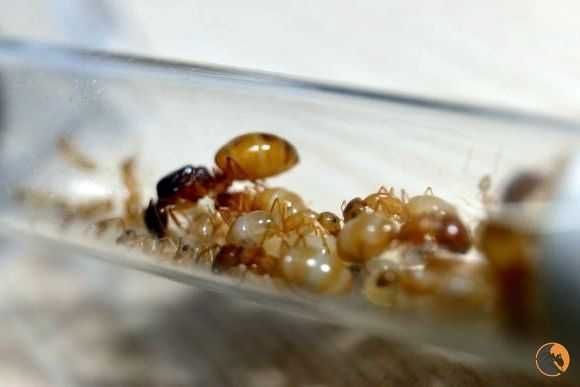 Экзотические муравьи Camponotus fedtschenkoi