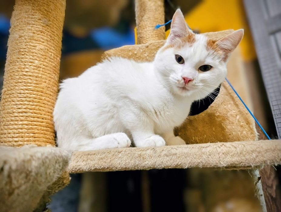 Kotek Zulu czeka pilnie na dom