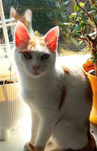 Рудий, рижий, білий котик, кошеня