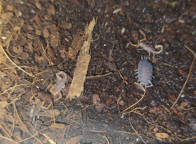 Скорпион Lychas tricarinatus
