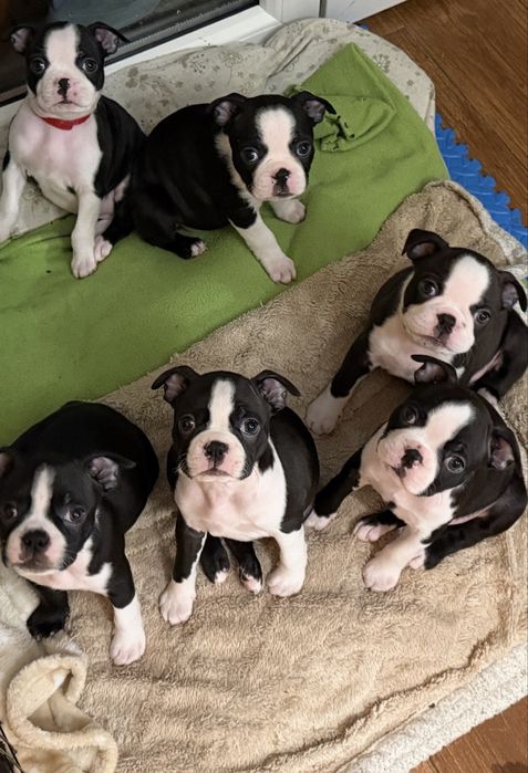 Boston terrier Szczenię