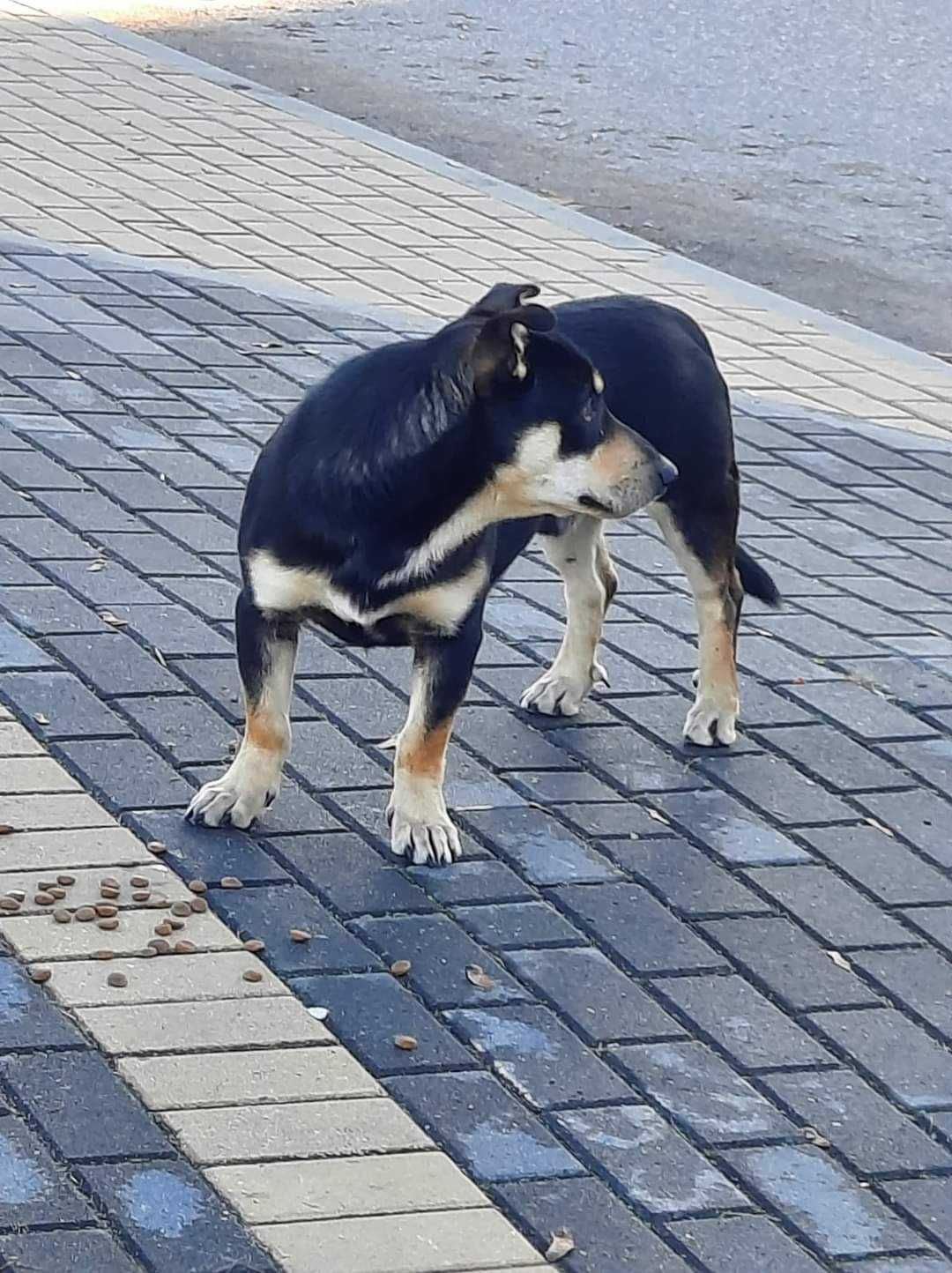 Czarek, pies wyjątkowy, szuka swojego człowieka