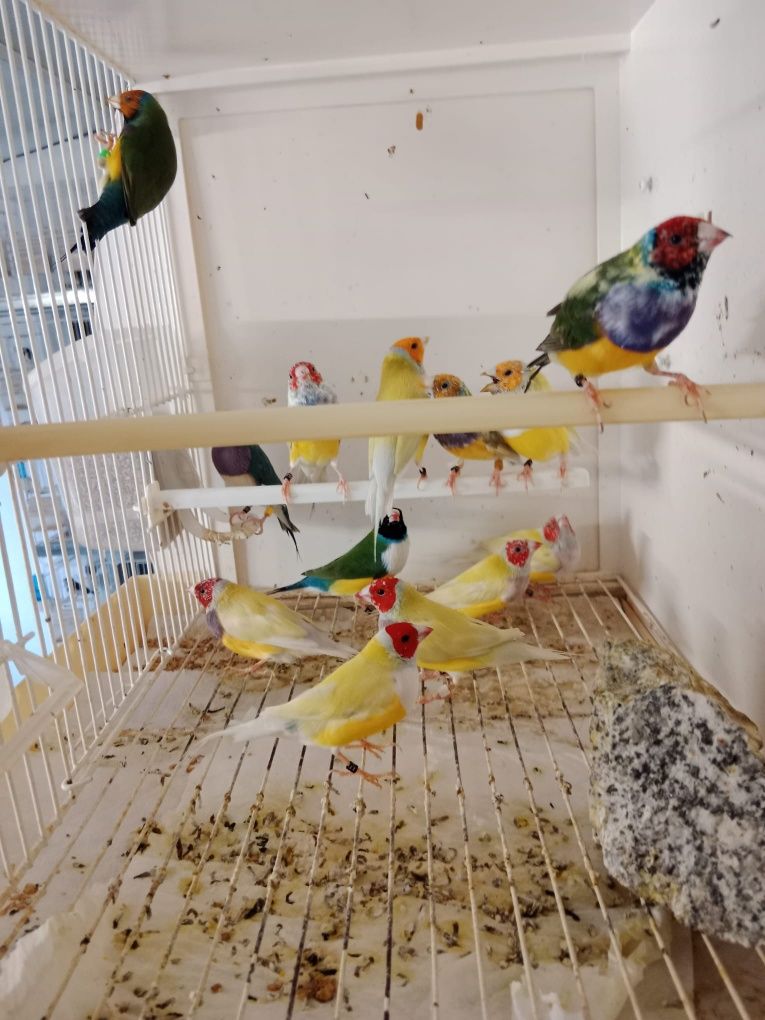 Diamantes de Gould