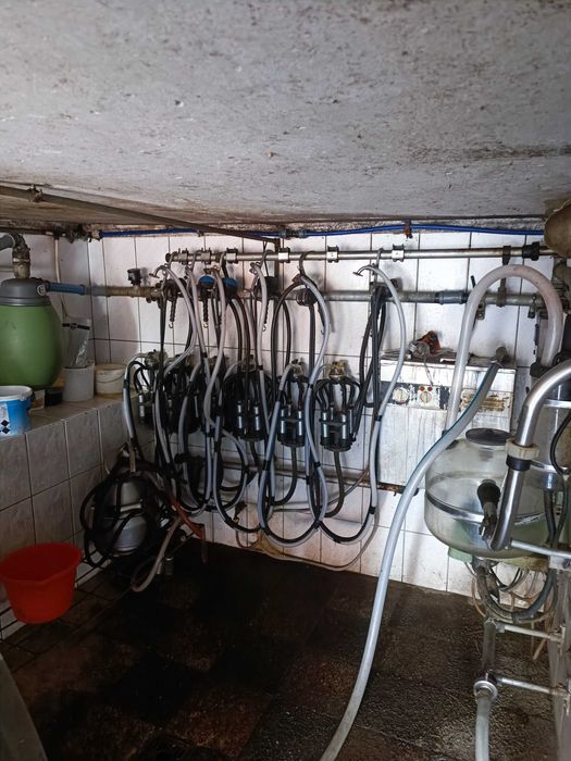 Dojarka przewodowa westfalia