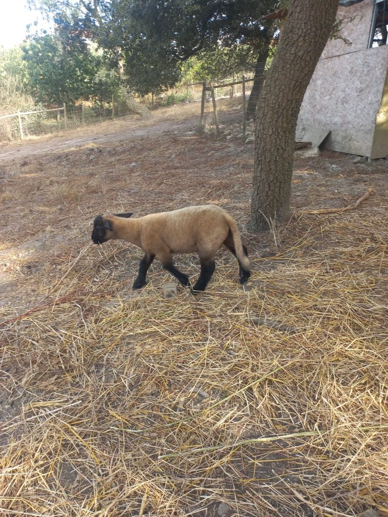 Um borrego raça fulfk