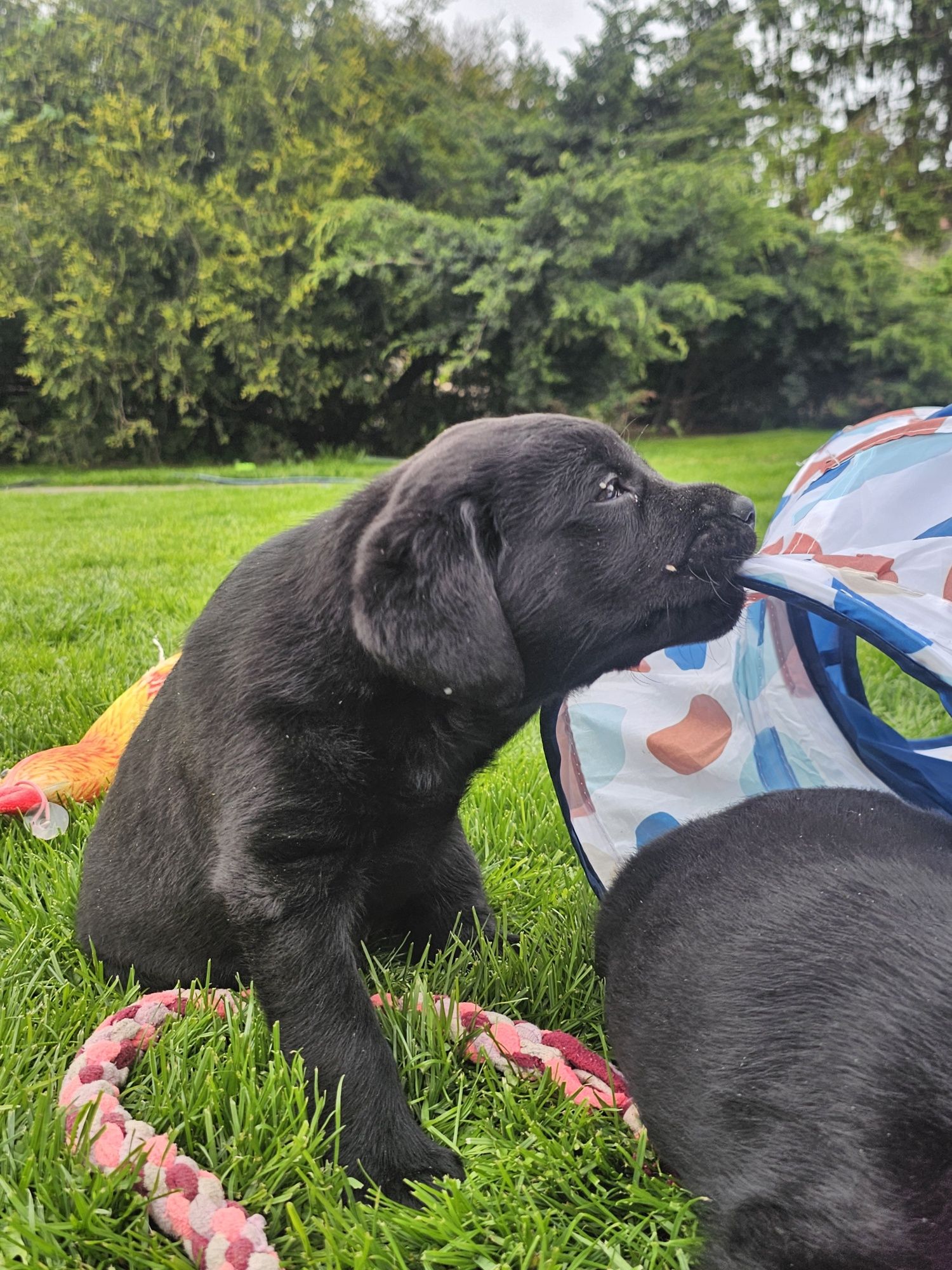 Labrador Retriever czarny pies