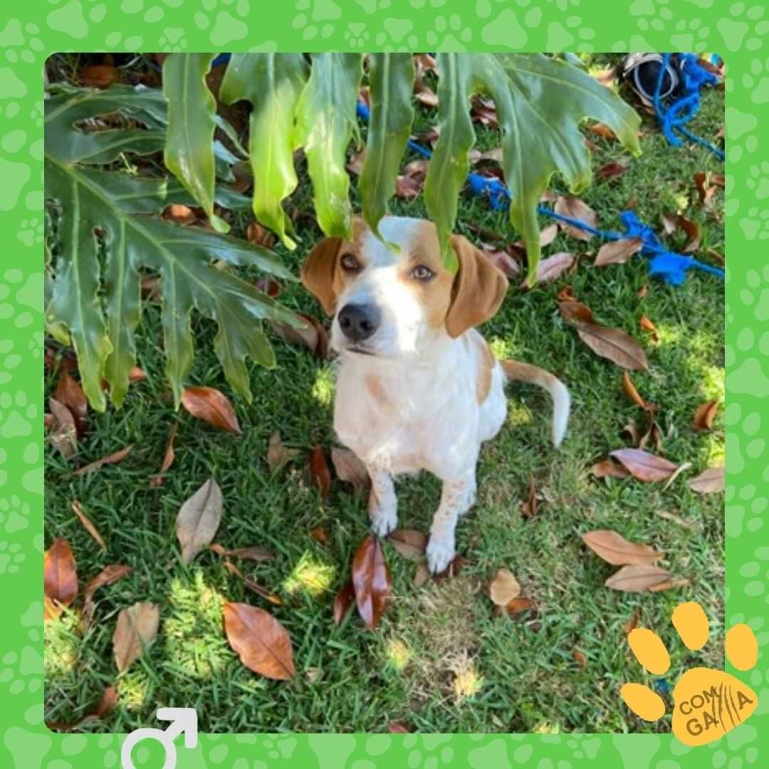 Cão para adoção - Bolt