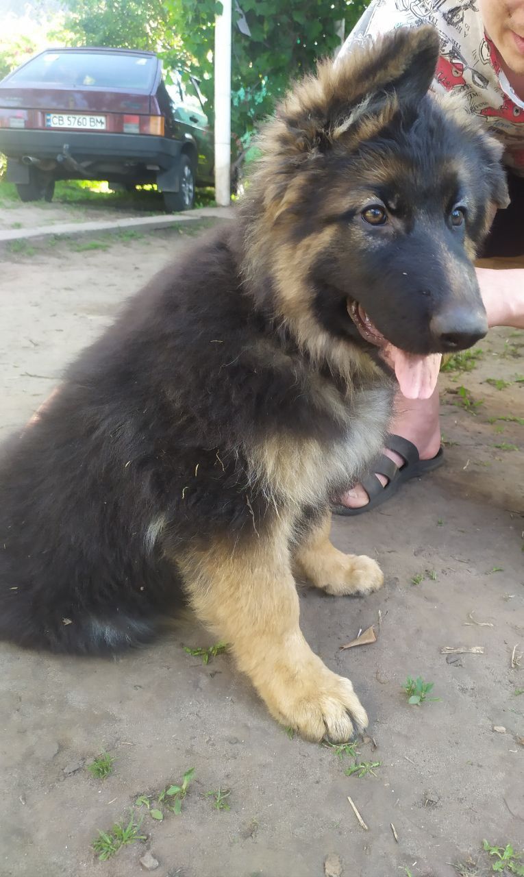 Дівчинка дш німецької вівчарки