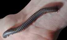 Wij Spirobolus caudulanus