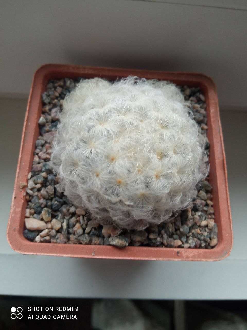 Mammillaria chionocephala