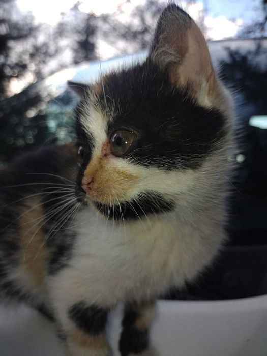 Kicia szuka domu, nie bądź obojętny