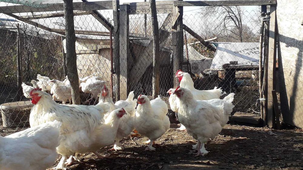 Білий малін, дорослі та курчата