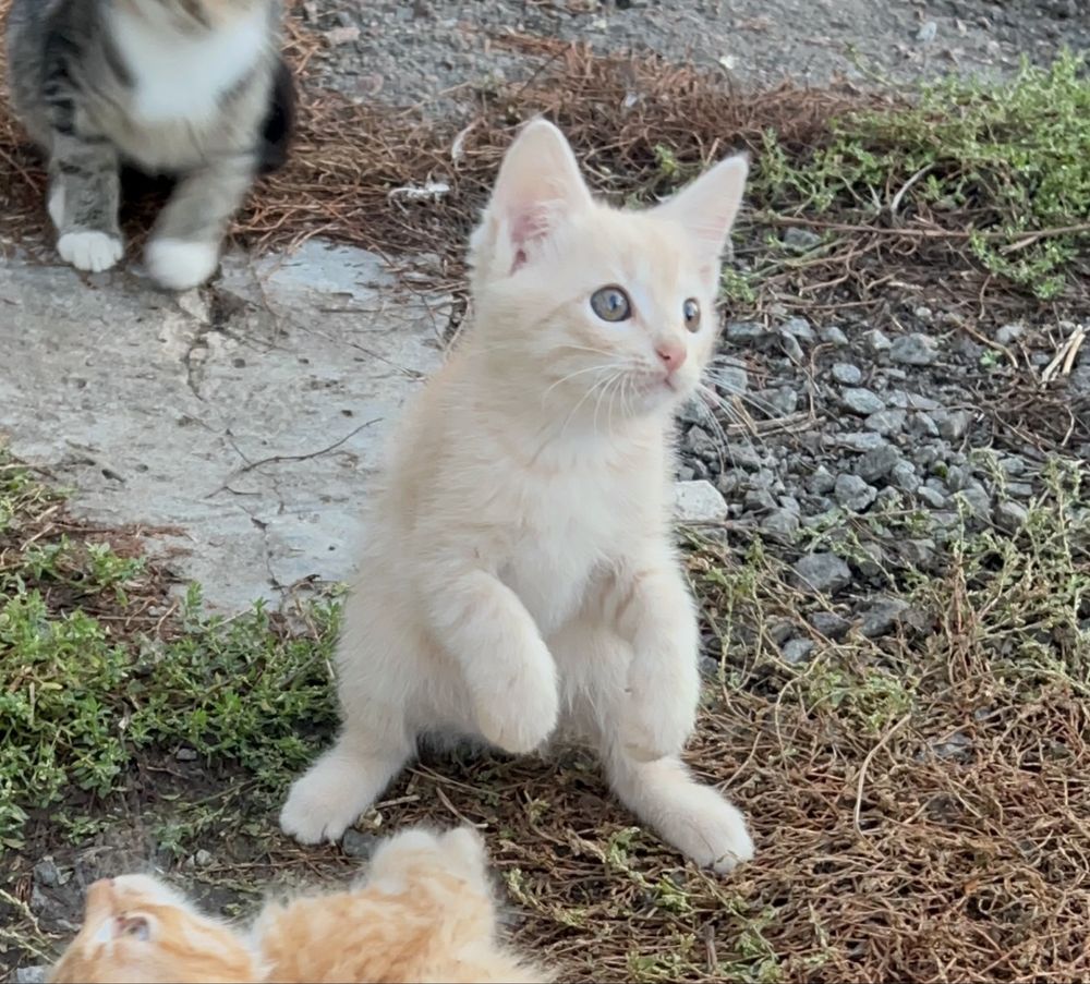 Кіт котик котеня