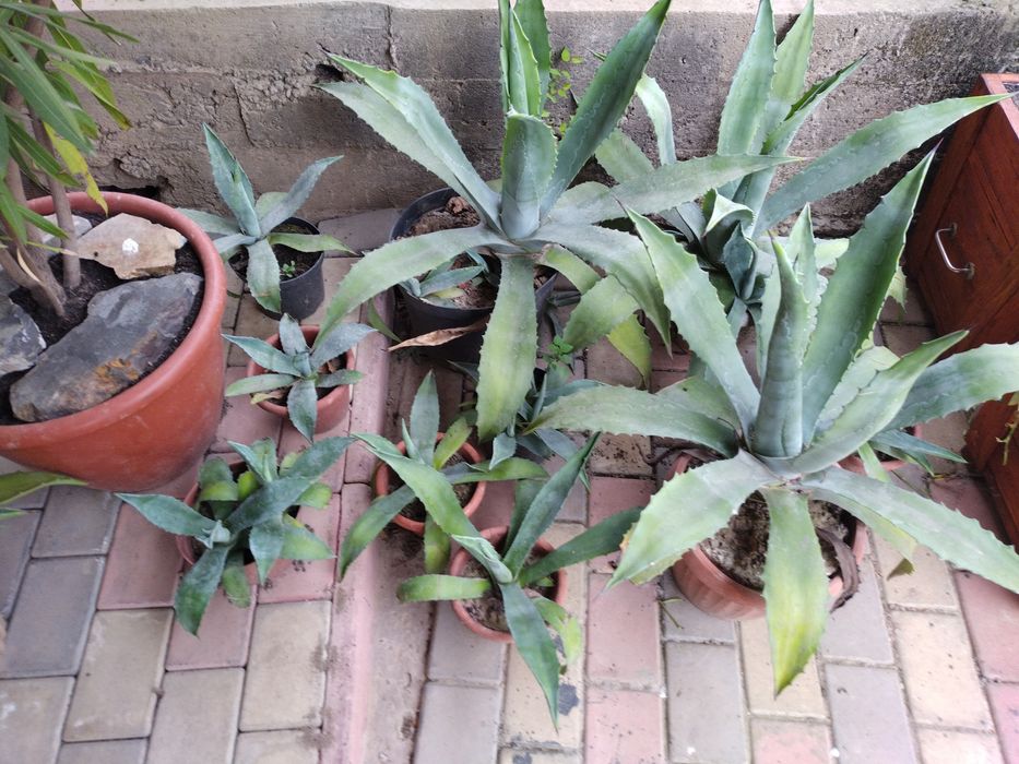 Квітка  Агава  .