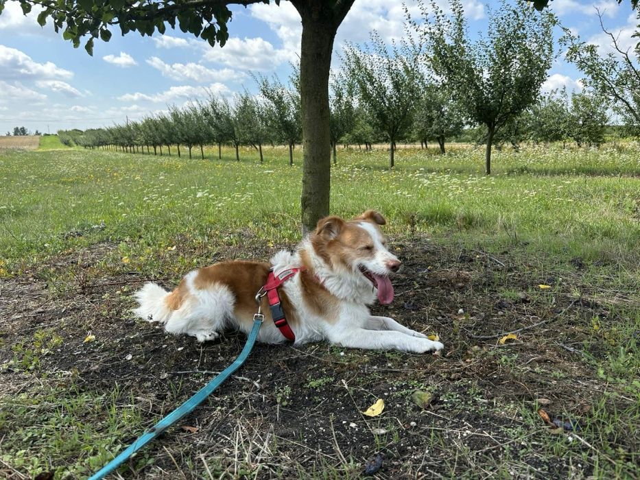 Piesek do Adopcji