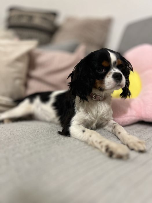 Cavalier King charles spaniel suczka rodowód